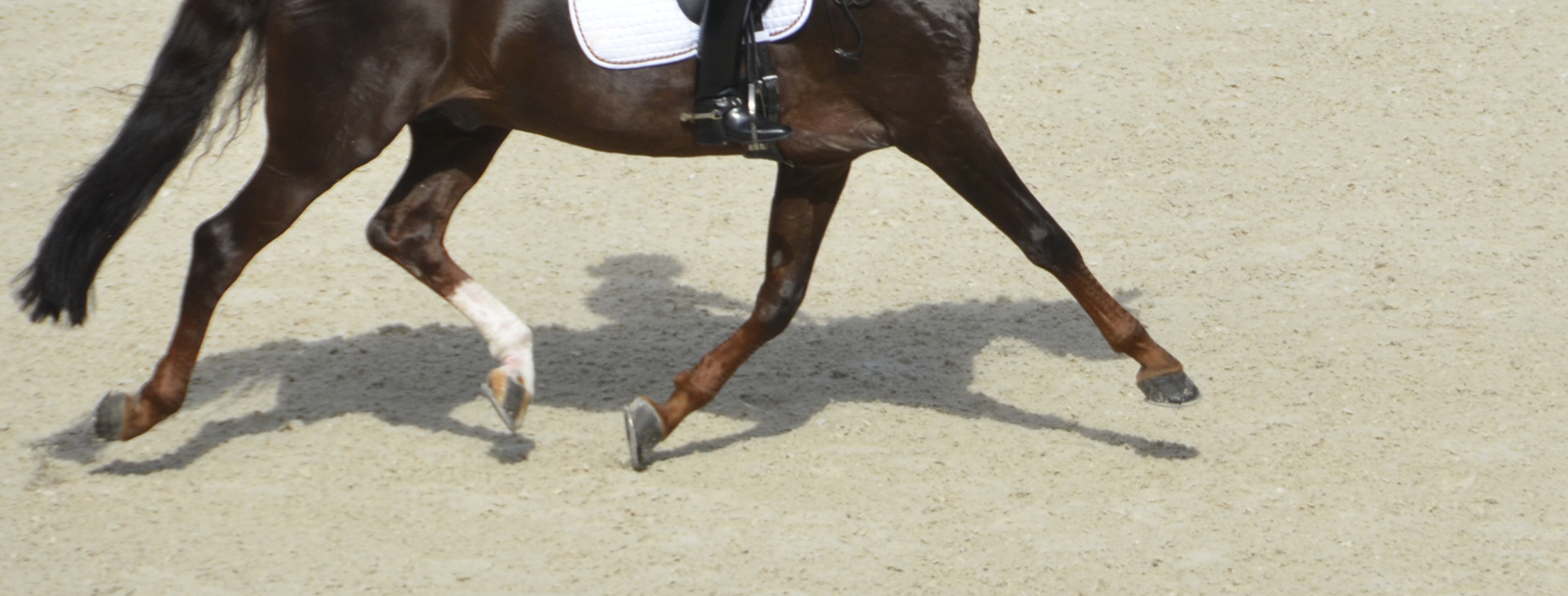 Nsw Dressage Calendar 2022 May Calendar 2022